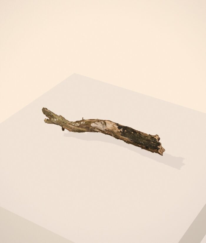 Dead Tree Trunk 02